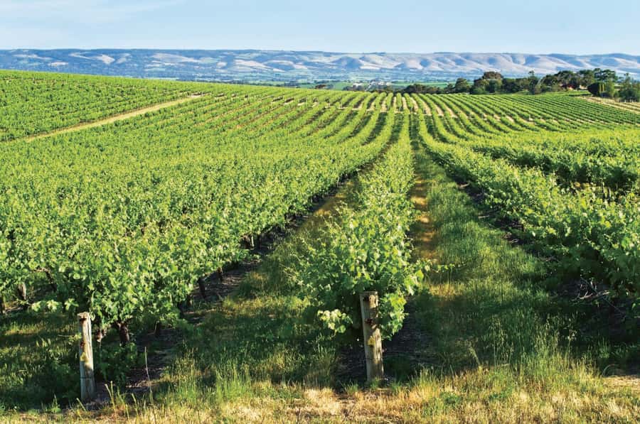 Adelaide: McLaren Vale & The Cube Day Trip - Who will enjoy this day most?