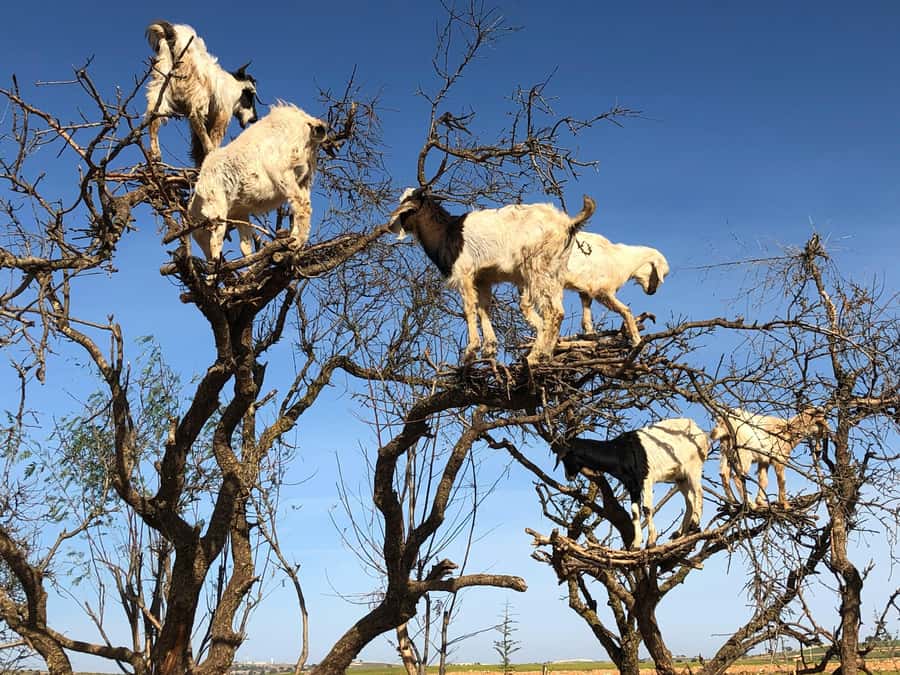 Agadir: Essaouira Guided Day Trip - Goats in the argan trees