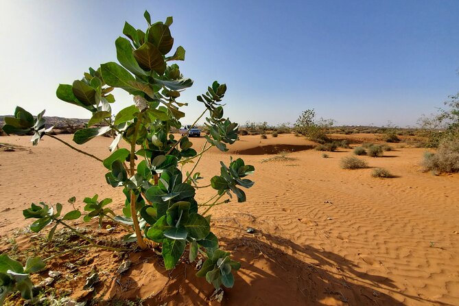 Agadir Jeep Safari Desert Day Trip including Lunch & camel ride - Souss-Massa and the Sous River