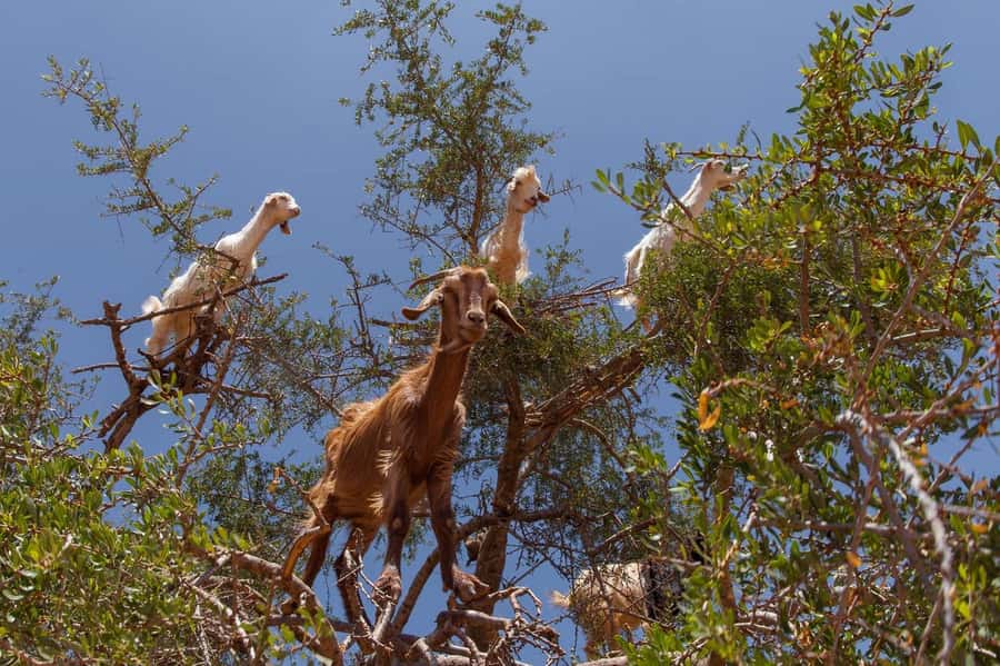 Agadir: Taroudant Oasis and Tiout Day Trip with Lunch Option - FAQ