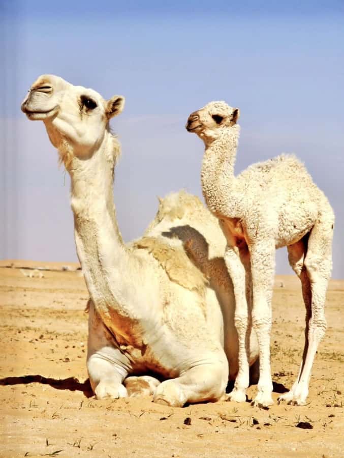 Agafay Desert & Atlas Mountain & Camel Ride Day Trip & Lunch - Breakfast with argan oil before the mountains