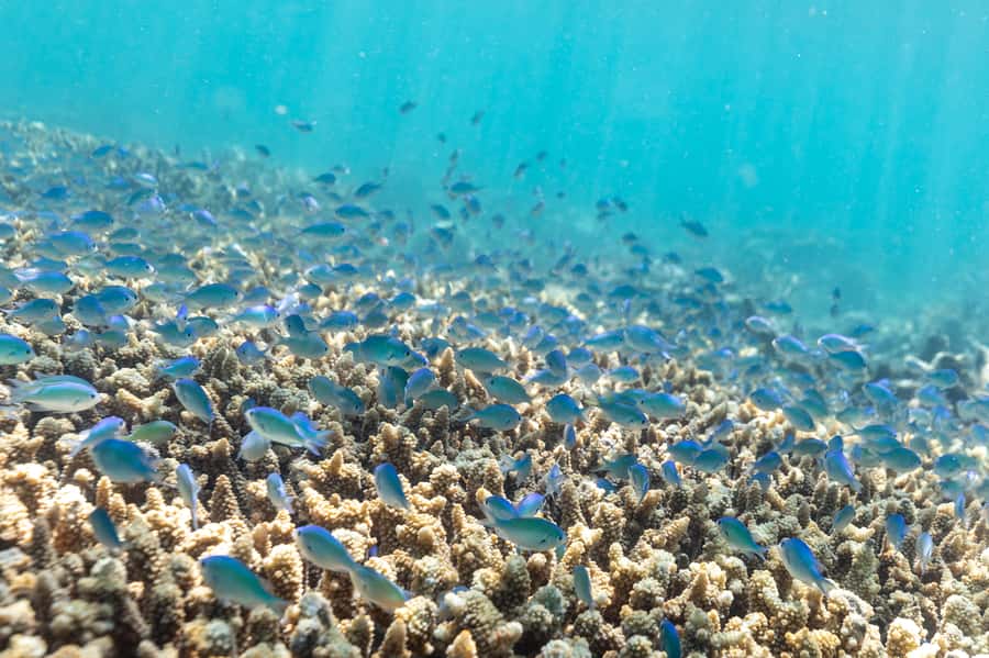 Airlie Beach: Outer Great Barrier Reef Snorkeling Day Trip - Key points to know before booking