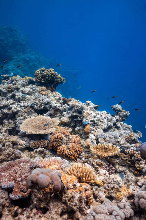 Airlie Beach: Outer Great Barrier Reef Snorkeling Day Trip - Practical drawbacks to weigh