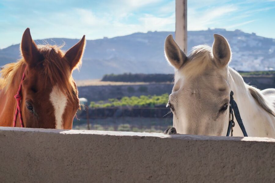 Akrotiri: Guided Horseback Riding Day Trip to a Beach - Practical planning for the best outing
