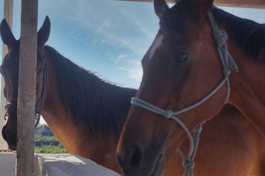 Akrotiri: Guided Horseback Riding Day Trip to a Beach - Through vineyards and volcanic trails