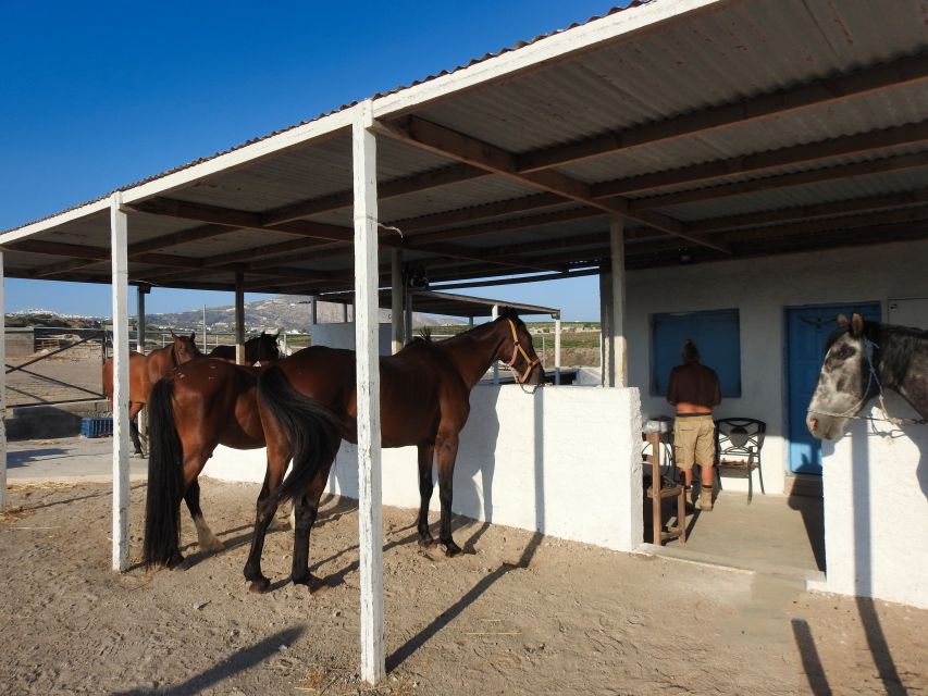 Akrotiri: Guided Horseback Riding Day Trip to a Beach - How the $88 price measures up