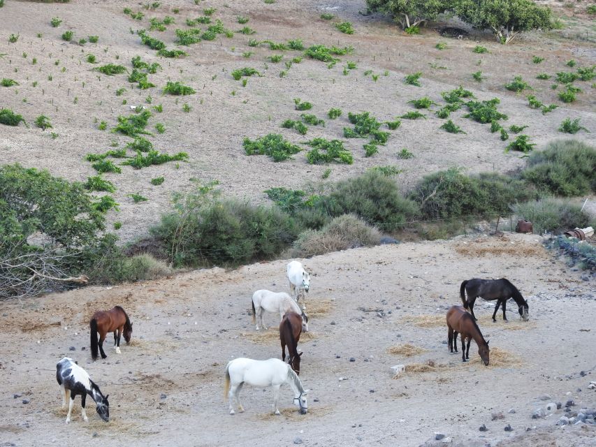 Akrotiri: Guided Horseback Riding Day Trip to a Beach - Who will enjoy it most