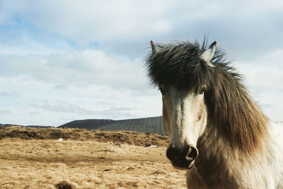 Akureyri Port: Lake Mývatn & Goðafoss Waterfall Day Trip - The guides and the small-group feel