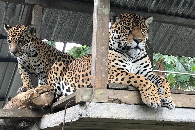Amazon Tour in Ecuador: Puyo Day Trip from Baños - A 30-minute canoe ride on the Puyo River