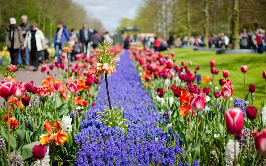 Amsterdam: Day Tour Keukenhof and Zaanse Schans Windmills - Key points to know before booking