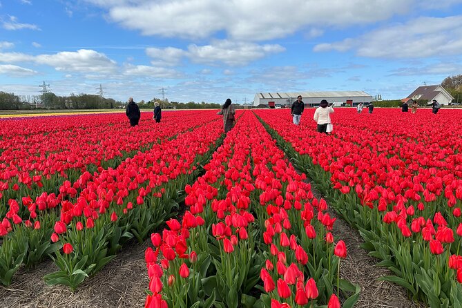 Amsterdam: Day trip to Tulip Farm, Keukenhof + Windmill Cruise - Meeting Daan and Anja at De Tulperij
