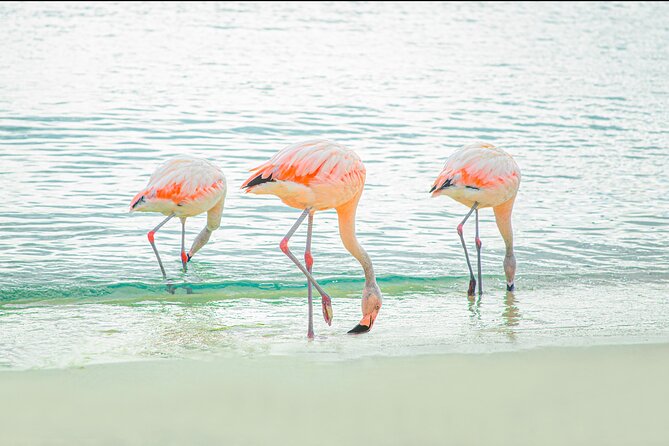 Aruba De Palm Island All-Inclusive Day Trip with Transport - Snorkeling around the coral reef