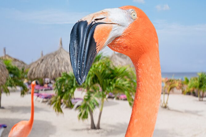 Aruba De Palm Island All-Inclusive Day Trip with Transport - Banana boats, slides, and the kids water park