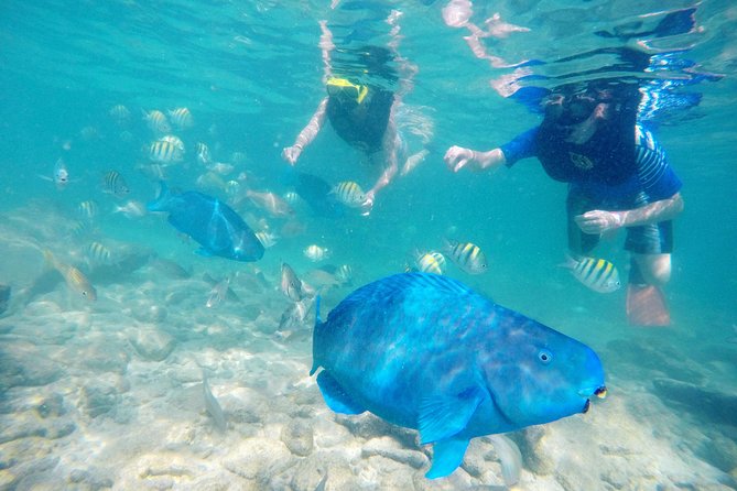 Aruba De Palm Island All-Inclusive Day Trip with Transport - Flamingos, premium seating, Sea Trek, and SNUBA