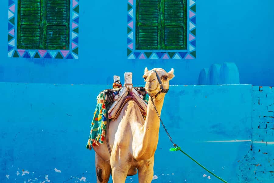Aswan: Nubian Village Day Trip with Camel Ride - The journey from your Aswan hotel to the village