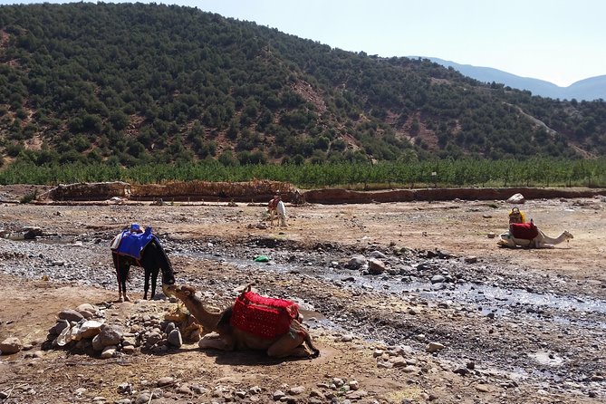 Atlas Mountains and Camel ride Day trip, from Marrakech - Imlil at 1,740 Meters