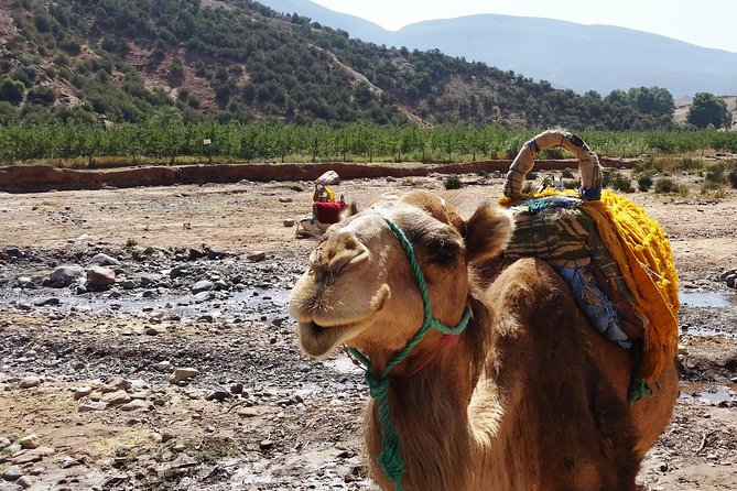 Atlas Mountains and Camel ride Day trip, from Marrakech - Who Will Enjoy This Day Most