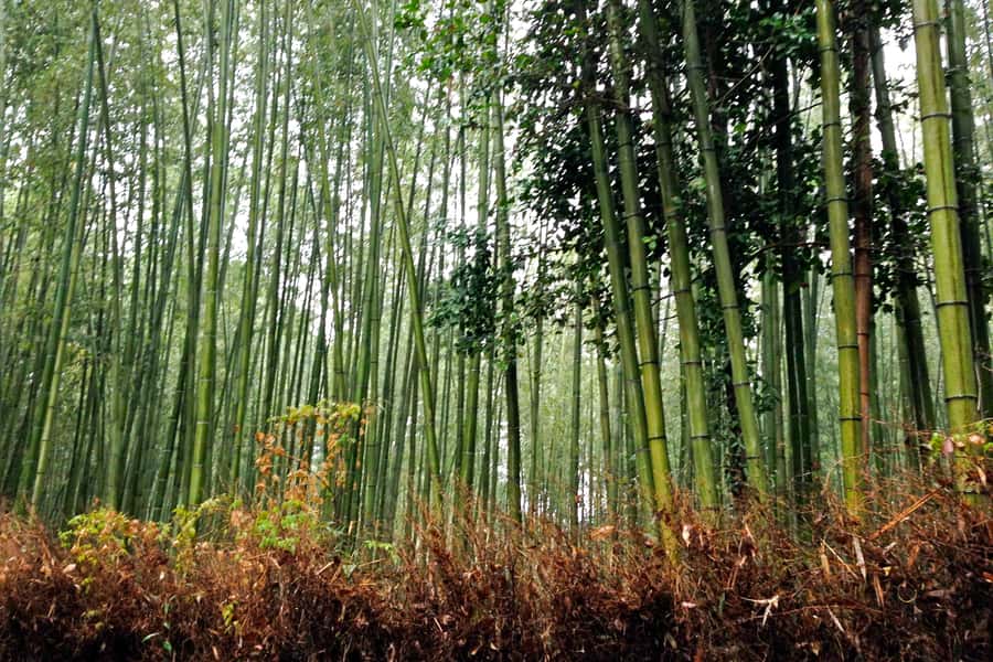 Bali: Full-Day Trip to Penglipuran Village and Bamboo Forest - What the $43 price really covers