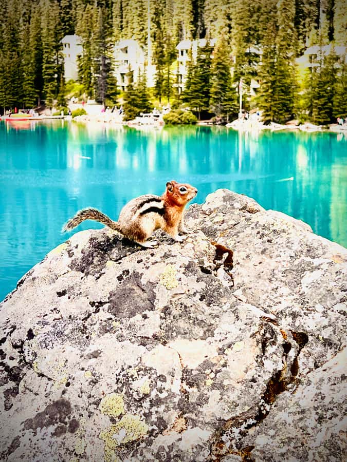 Banff: Lake Louise, Moraine, Emerald Lake & Canyon Day Trip - Guides make a difference on a fast schedule
