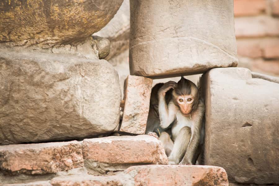 Bangkok: Ayutthaya & Lopburi Monkey Temple Private Day Trip - Guides, photos, and the value of a private day