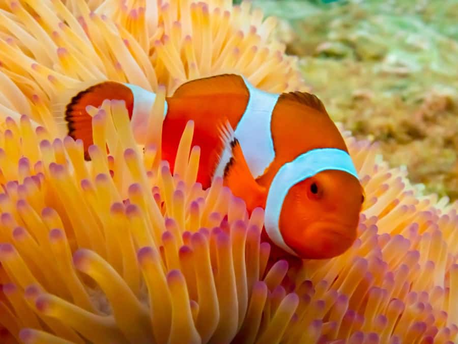 Bangkok: Nemo Island Day Trip with Drone Photos and Lunch - Key points at a glance