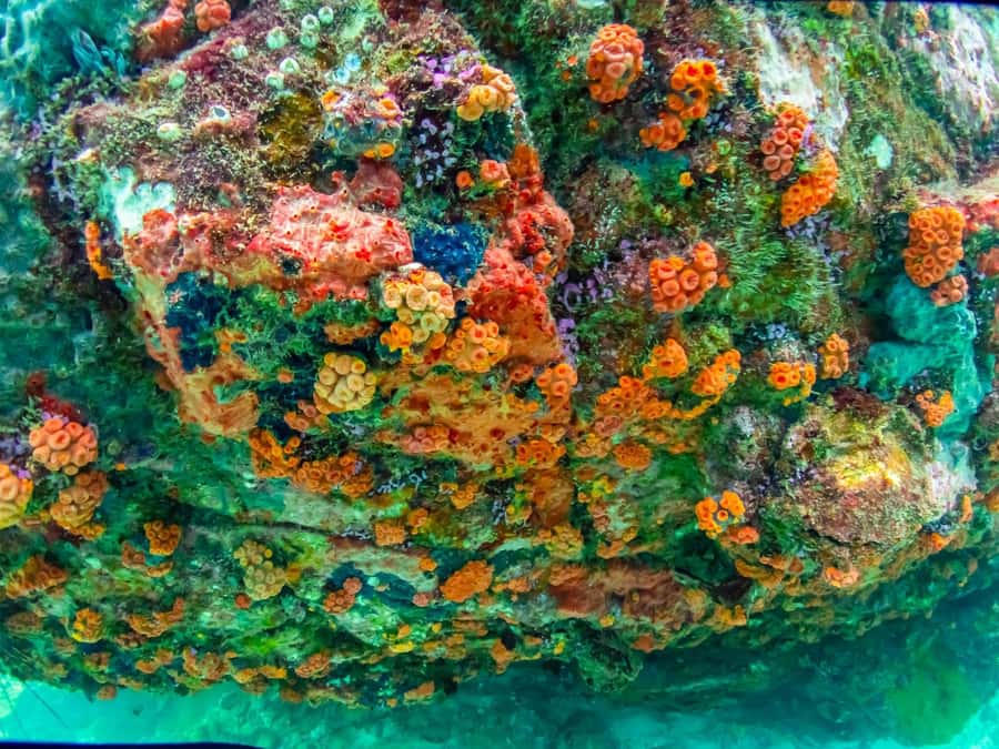 Bangkok: Nemo Island Day Trip with Drone Photos and Lunch - The boat ride and the first 3-meter snorkeling site