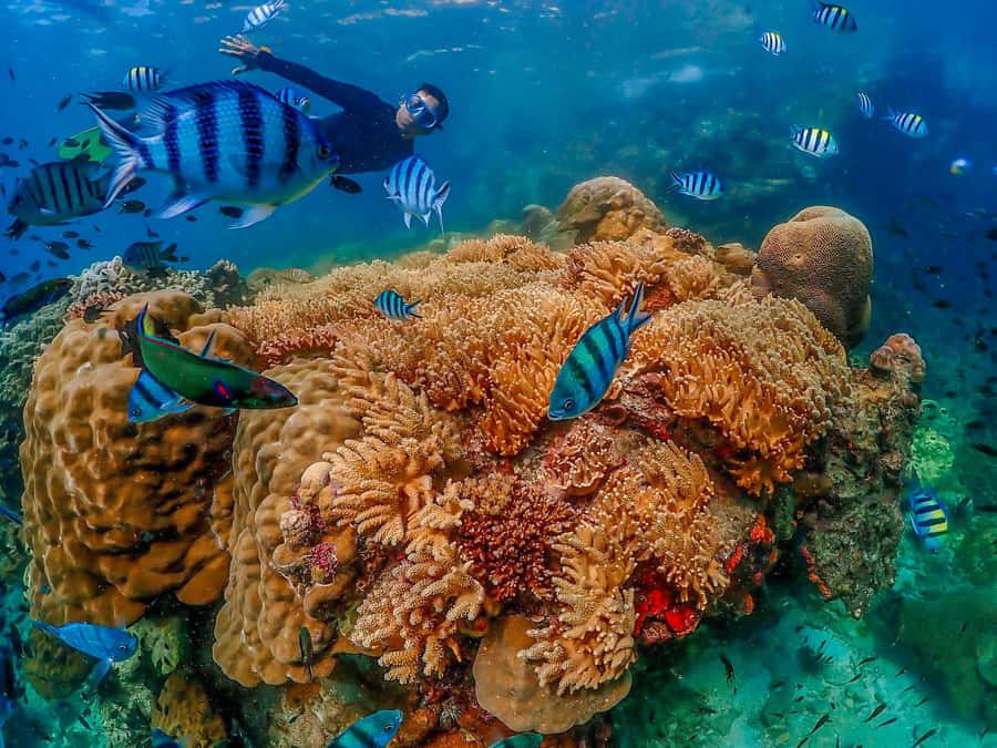 Bangkok: Nemo Island Day Trip with Drone Photos and Lunch - Is $109 good value?