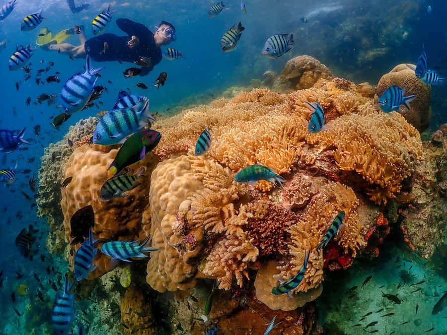 Bangkok: Nemo Island Day Trip with Drone Photos and Lunch - Who should book this day trip?
