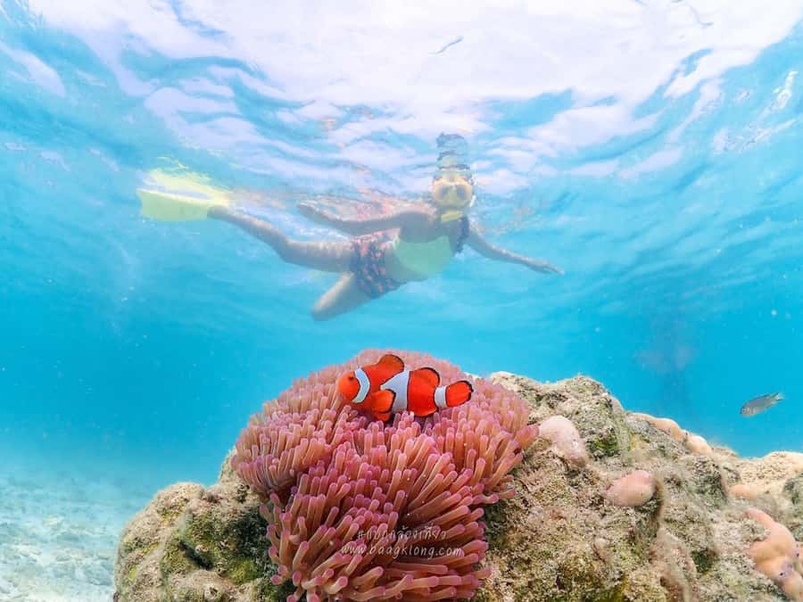 Bangkok: Nemo Island Day Trip with Drone Photos and Lunch - From Bangkok hotel pickup to Khao Chi Chan