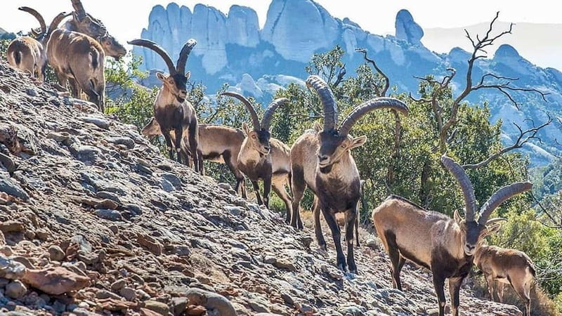 Barcelona: Montserrat Monastery and Natural Park Day Trip - Key points to know before booking