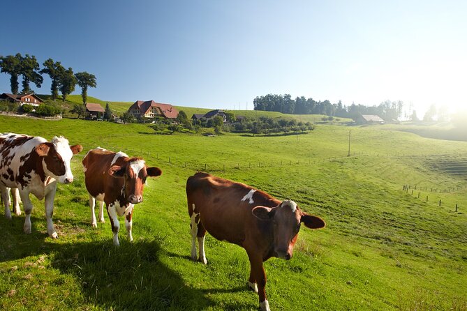 Bern Small-Group Day Trip from Zurich Including Cheese Tasting - Emmental cheese: a useful idea with variable timing