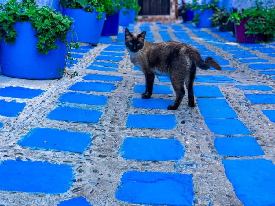 Blue City magic: Affordable Day Trip from Fez to Chefchaouen - Chefchaouen in one long day from Fez