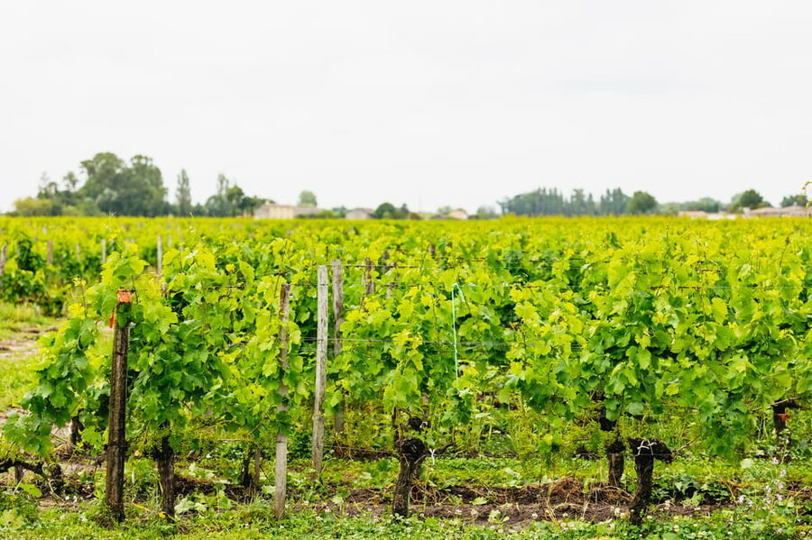 Bordeaux: St. Emilion Day Trip with Wine Tasting and Lunch - Is $187 a fair price?
