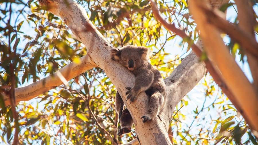 Brisbane to North Stradbroke Island Day: Wildlife & Beaches - Why Minjerribah makes a strong day from Brisbane