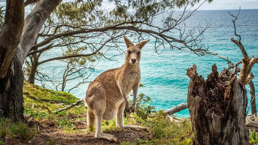 Brisbane to North Stradbroke Island Day: Wildlife & Beaches - Lunch near Point Lookout, with your own choice of food