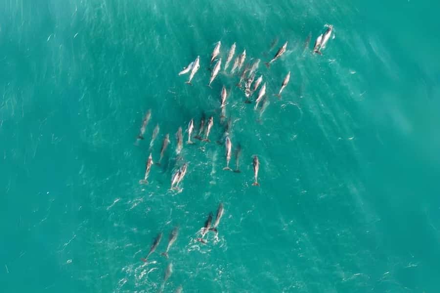 Brisbane to North Stradbroke Island Day: Wildlife & Beaches - Cylinder Beach gives the day breathing room