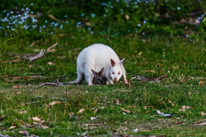 Bruny Island Traveller - Gourmet Tasting and Sightseeing Day Trip from Hobart - Short walks, views and island stories