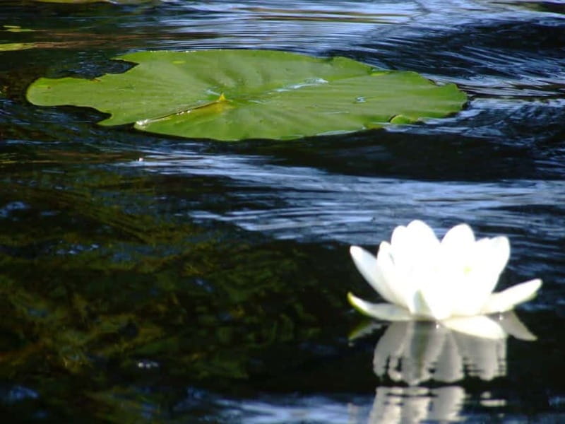 Bucharest: Day Trip to Danube Delta Small Group Premium Tour - Key points to know before booking
