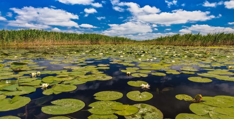 Bucharest: Day Trip to Danube Delta Small Group Premium Tour - Why this day trip is worth considering