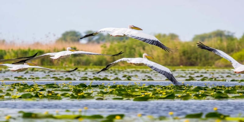 Bucharest: Day Trip to Danube Delta Small Group Premium Tour - Tulcea, the short stop before the water