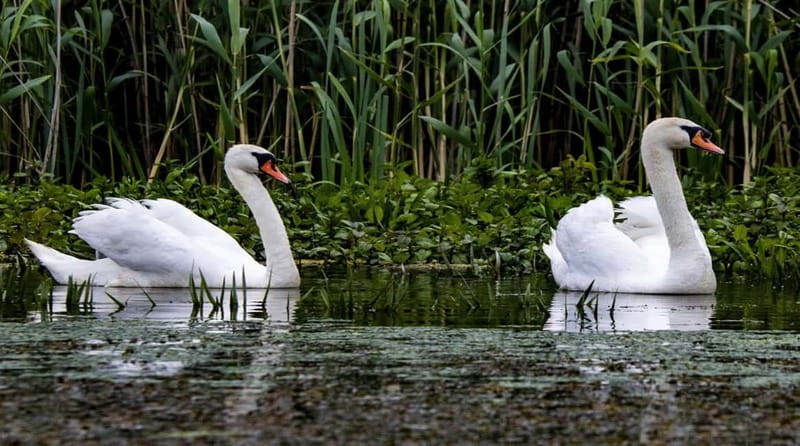 Bucharest: Day Trip to Danube Delta Small Group Premium Tour - Leaving Bucharest at 6:45
