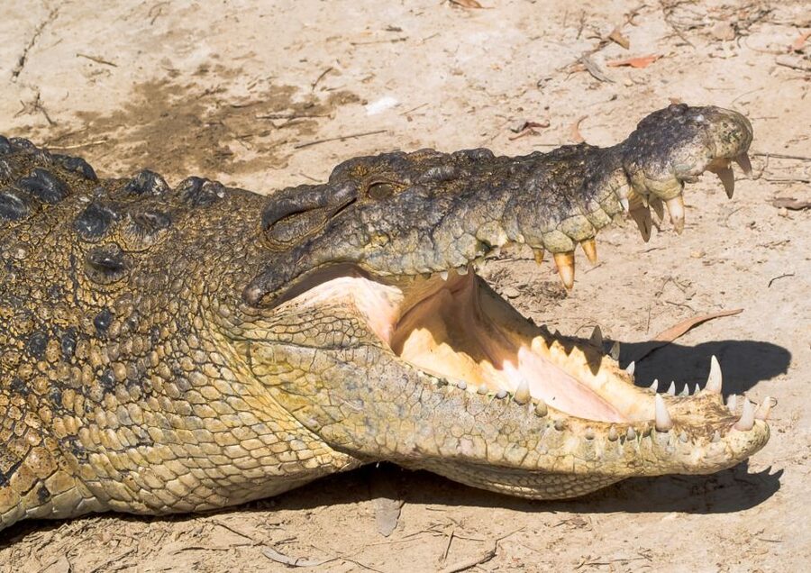 Cairns: Daintree, Mossman Gorge, & Cape Tribulation Day Trip - Is $182 good value?