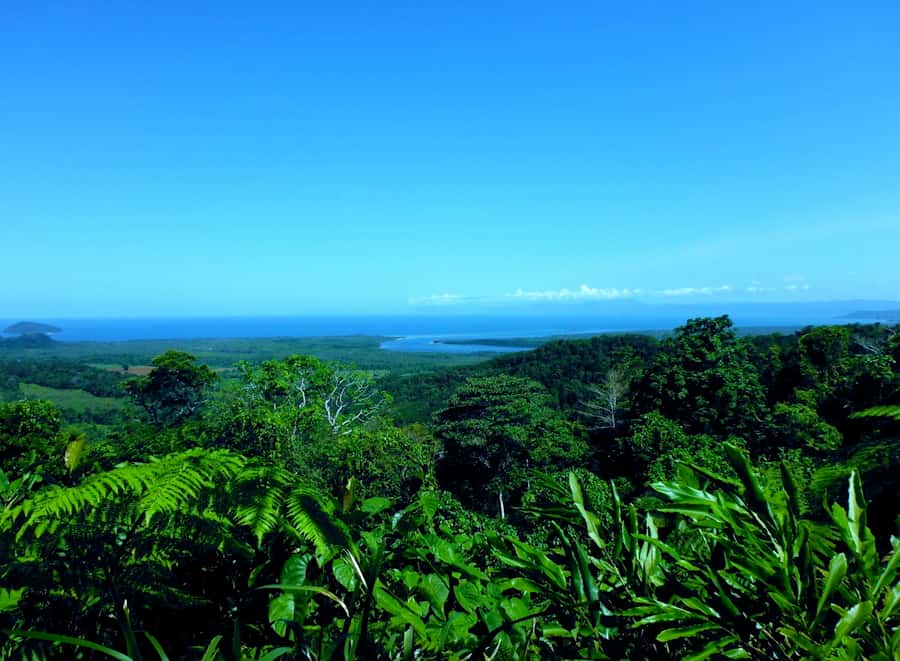 Cairns: Daintree, Mossman Gorge, & Cape Tribulation Day Trip - Crossing the Daintree and entering older forest