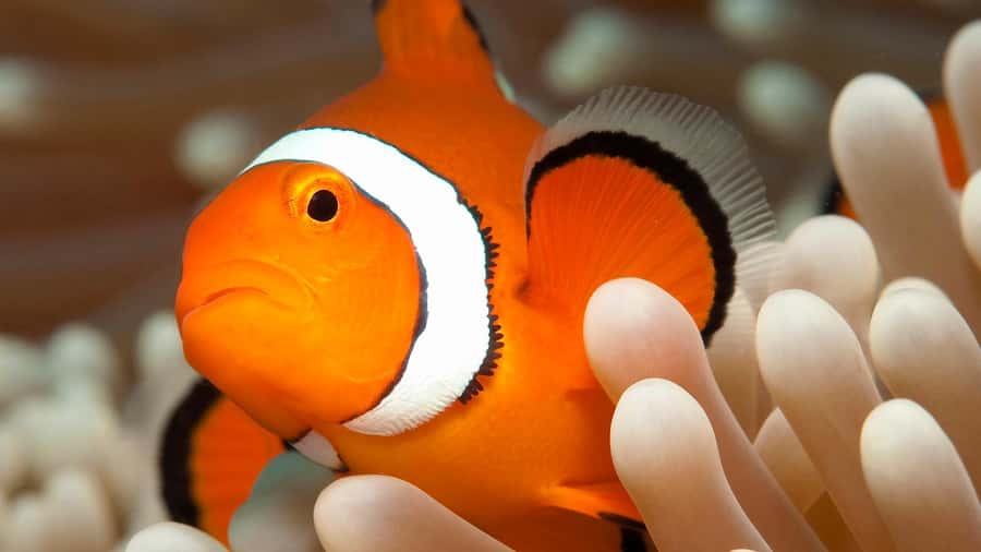 Cairns: Premium Snorkelling and Diving Reef Day Trip - Lunch and the transfer to the second site