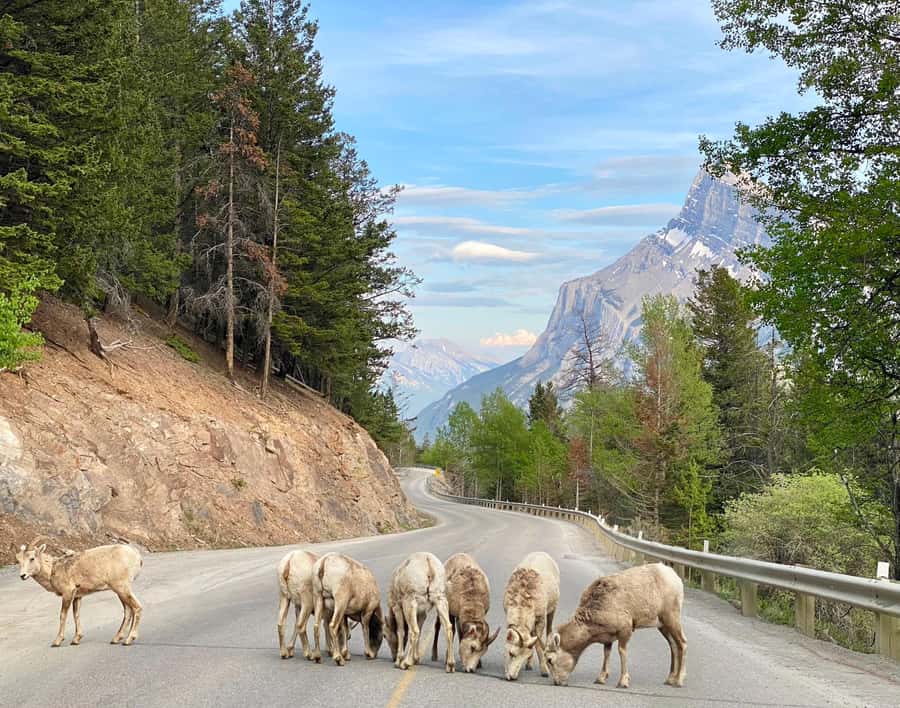 Calgary/Canmore: Banff National Park & Lake Louise Day Trip - Key points before you book