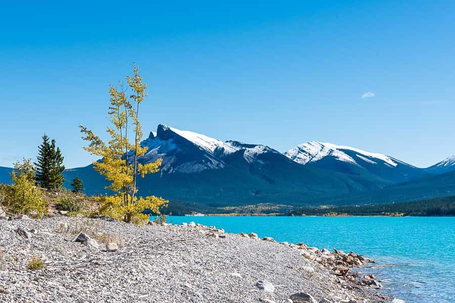 Calgary: Day Trip to Jasper with Lunch - Wildlife is a bonus, not a promise