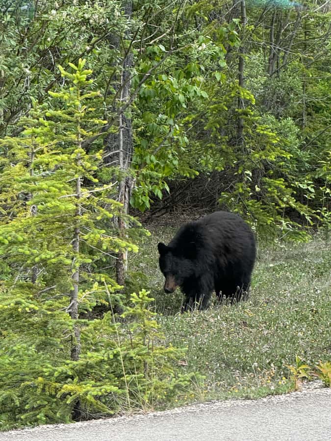 Calgary: Day Trip to Jasper with Lunch - Who should book this experience