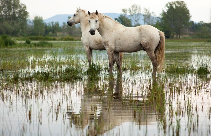 Camargue Small-Group Day Trip from Avignon - Why this nine-hour Camargue outing works from Avignon