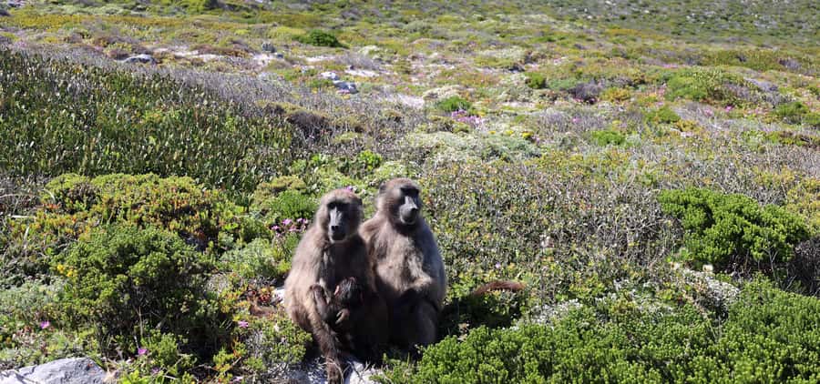 Cape Town: Cape Peninsula & Table Mountain Private Day Trip - Table Mountain sets the scale of Cape Town