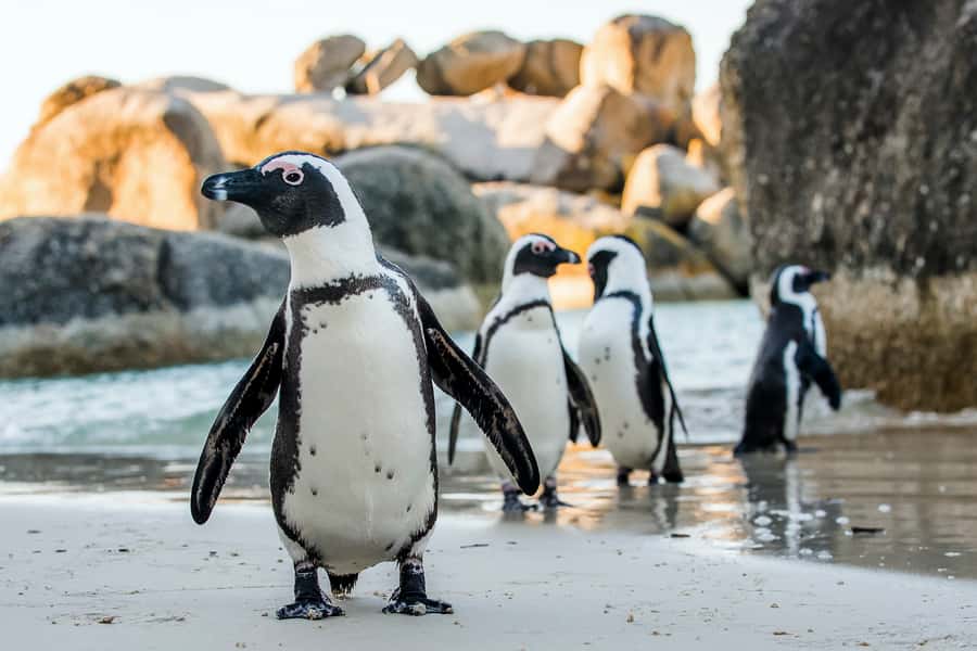 Cape Town: Cape Peninsula & Table Mountain Private Day Trip - Boulders Beach brings you close to African penguins